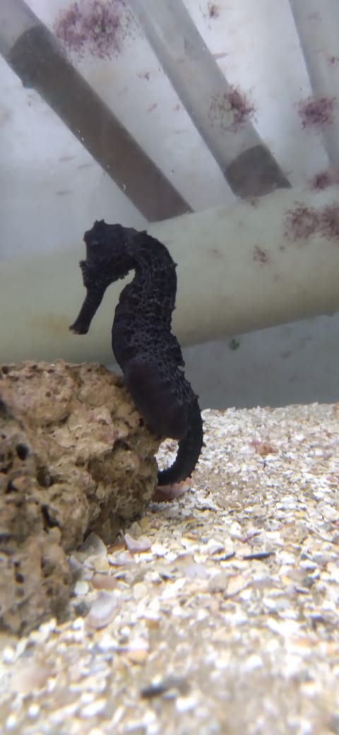 Cavalo marinho que gerou os 650 filhotes
