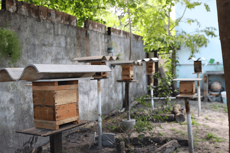 Meliponicultura1 arquivo Heloíse Oliveira Suape
